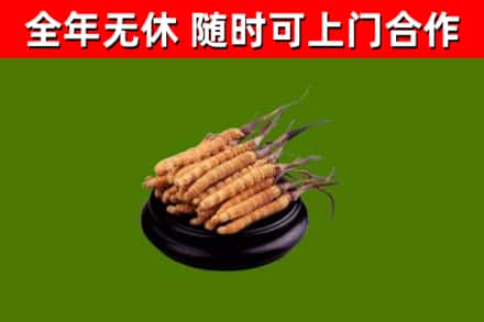 太康烟酒回收冬虫夏草.jpg