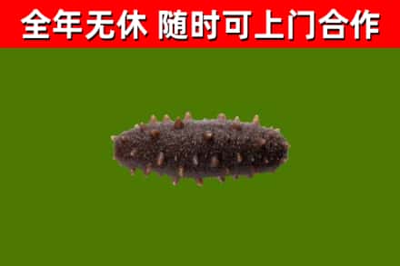 太康烟酒回收干海参.jpg
